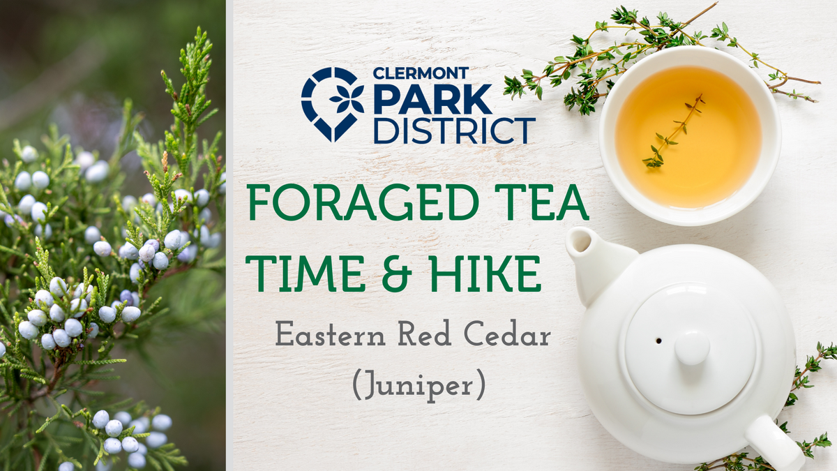 Foraged Tea Time & Hike 11/23